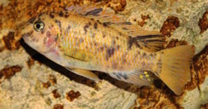 Labeotropheus fuelleborni 'Chimwalani Reef'